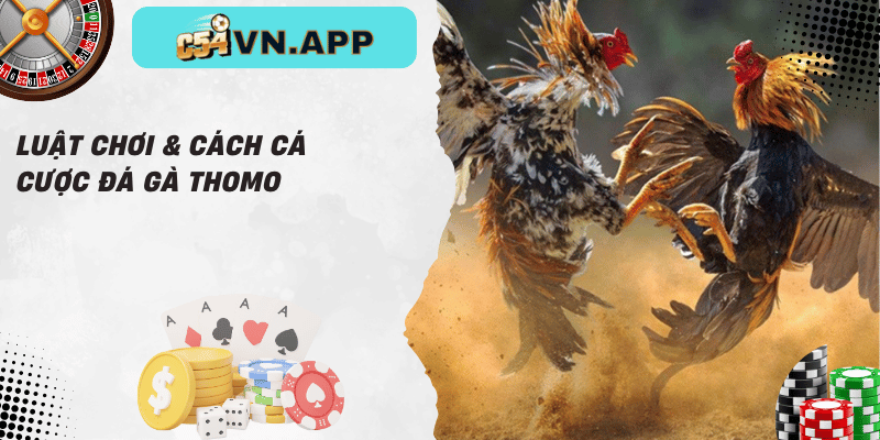 Luật chơi & cách cá cược đá gà thomo