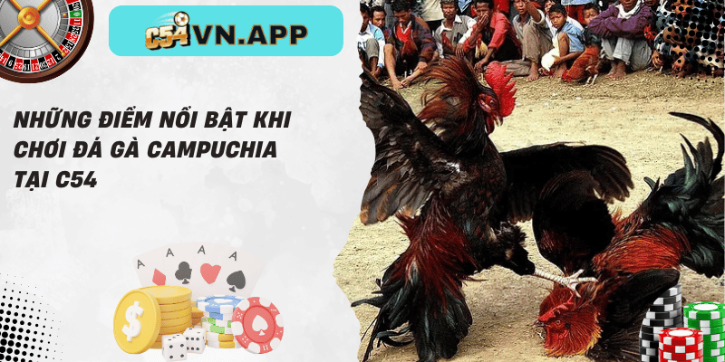 Những điểm nổi bật khi chơi đá gà campuchia tại c54