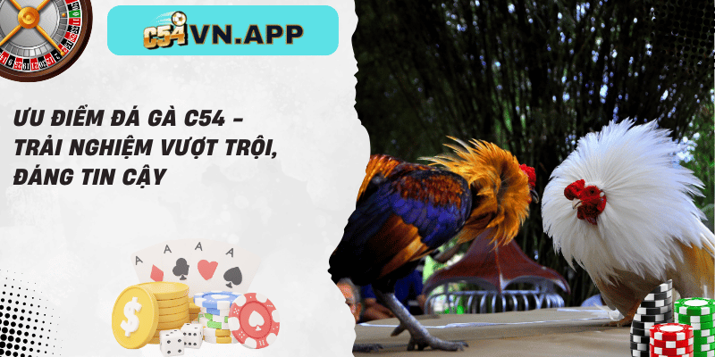 Ưu điểm đá gà c54 - trải nghiệm vượt trội, đáng tin cậy
